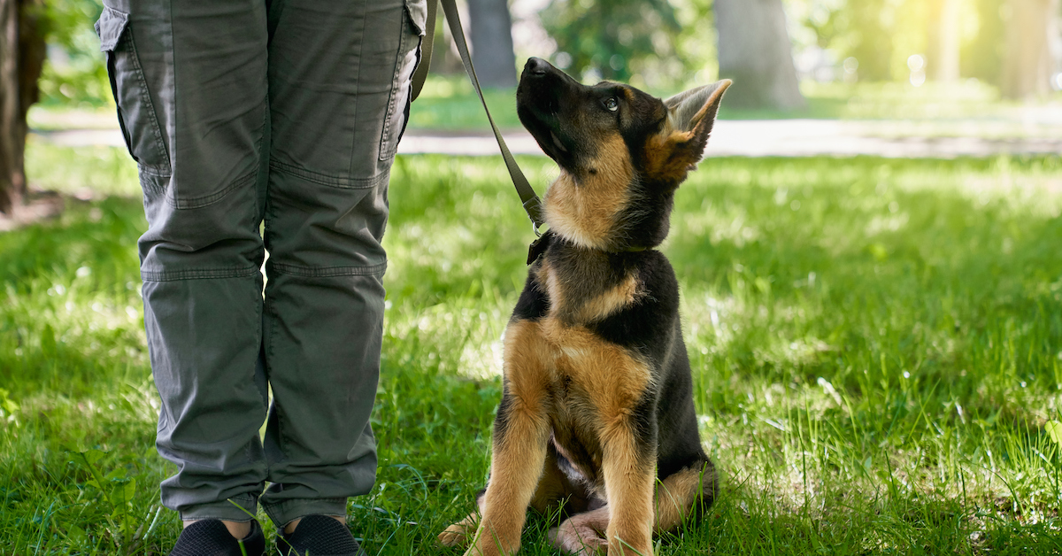 Basics of Leash Training a New Puppy